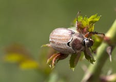 May-bug (lat. Melolontha). Royalty Free Stock Photos