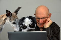 May we help you? Dogs and man working together, forming a tea stock images May we help you? Dogs and man working together, forming a tea stock images