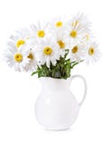 Mazzo dei fiori della margherita immagine stock libera da diritti Mazzo dei fiori della margherita immagine stock libera da diritti