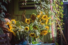 Mazzo dei girasoli vicino alla capanna immagine stock libera da diritti Mazzo dei girasoli vicino alla capanna immagine stock libera da diritti