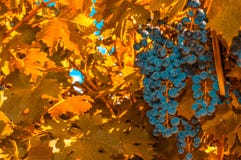 Mazzo dell'uva, fuoco molto poco profondo immagini stock Mazzo dell'uva, fuoco molto poco profondo immagini stock