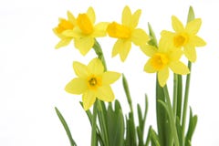 Mazzo di daffodils gialli della sorgente fotografia stock Mazzo di daffodils gialli della sorgente fotografia stock