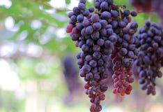 Mazzo di uva rossa con le foglie verdi che appendono nella vigna fotografia stock Mazzo di uva rossa con le foglie verdi che appendono nella vigna fotografia stock
