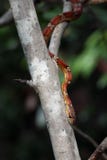 Maíz de Rosy Rat Snake Florida Keys en un árbol en la llave del norte largo, la Florida fotografía de archivo Maíz de Rosy Rat Snake Florida Keys en un árbol en la llave del norte largo, la Florida fotografía de archivo