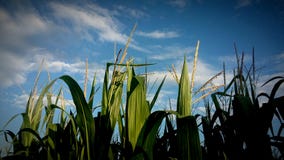 Maíz joven archivado con el cielo azul en la puesta del sol - agricultura imágenes de archivo libres de regalías Maíz joven archivado con el cielo azul en la puesta del sol - agricultura imágenes de archivo libres de regalías