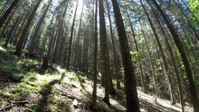 Mañana soleada asombrosa en el bosque profundo de la montaña de montañas cárpatas Opinión granangular de la toma panorámica metrajes Mañana soleada asombrosa en el bosque profundo de la montaña de montañas cárpatas Opinión granangular de la toma panorámica metrajes
