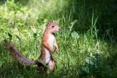 Mała czerwonej wiewiórki pozycja w zielonej trawie w poszukiwaniu jedzenia fotografia stock Mała czerwonej wiewiórki pozycja w zielonej trawie w poszukiwaniu jedzenia fotografia stock