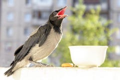 Mała wrona z otwartym usta pyta jeść i pić pojęcie opieka dla potomstw fotografia royalty free Mała wrona z otwartym usta pyta jeść i pić pojęcie opieka dla potomstw fotografia royalty free