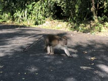 Małpi makak jest na chwytach w jego zębach kukurydzanych na tle dżungla na gorącym dniu i asfalcie zdjęcia royalty free Małpi makak jest na chwytach w jego zębach kukurydzanych na tle dżungla na gorącym dniu i asfalcie zdjęcia royalty free