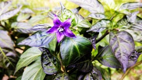 mały purpurowy chili kwiat zdjęcie stock mały purpurowy chili kwiat zdjęcie stock