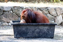 Mały Sumatran Orangutan chlapnąć W Plastikowej wannie obrazy royalty free Mały Sumatran Orangutan chlapnąć W Plastikowej wannie obrazy royalty free