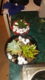 Succulents royalty free stock photos Succulents royalty free stock photos