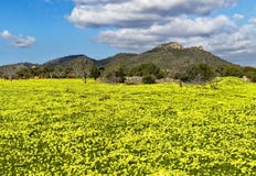 Meadow full of colorful daises with trees, hills and beautiful blue sky, son servera, mallorca, spain stock image Meadow full of colorful daises with trees, hills and beautiful blue sky, son servera, mallorca, spain stock image