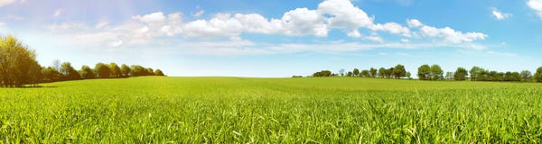Meadow Panorama in Summertime royalty free stock photo Meadow Panorama in Summertime royalty free stock photo
