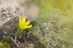 Meadow plant blooms in very early spring. This is the flower of goose onions Gagea lutea royalty free stock photos Meadow plant blooms in very early spring. This is the flower of goose onions Gagea lutea royalty free stock photos