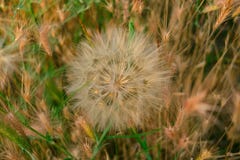Meadow salsify & x28;tragopogon pratensis& x29; the summer picture, white dandelion against the background of a green grass,. Rest on a meadow Royalty Free Stock Photos Meadow salsify & x28;tragopogon pratensis& x29; the summer picture, white dandelion against the background of a green grass,. Rest on a meadow Royalty Free Stock Photos
