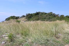 Meadows of tropical forest in Thailand. royalty free stock images Meadows of tropical forest in Thailand. royalty free stock images