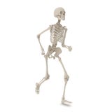 Medical accurate male skeleton standing pose on white. 3D illustration stock illustration Medical accurate male skeleton standing pose on white. 3D illustration stock illustration