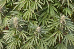 Medical marijuana crop Royalty Free Stock Photos Medical marijuana crop Royalty Free Stock Photos