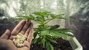 Medical marijuana plant growing indoor. Pills in female hand royalty free stock photos Medical marijuana plant growing indoor. Pills in female hand royalty free stock photos