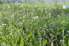 Medicinal Plant-Shepherd&x27;s Bag-grows In The Spring Garden Royalty Free Stock Images Medicinal Plant-Shepherd&x27;s Bag-grows In The Spring Garden Royalty Free Stock Images