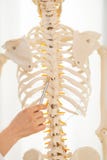 Medico che indica sulla spina dorsale dello scheletro umano immagine stock libera da diritti Medico che indica sulla spina dorsale dello scheletro umano immagine stock libera da diritti