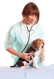Medico veterinario e un cucciolo del cane da lepre fotografia stock Medico veterinario e un cucciolo del cane da lepre fotografia stock