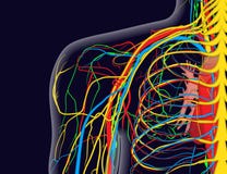 Medische illustratie van de schouderanatomie met zenuwen, aders en slagaders, enz. stock illustratie Medische illustratie van de schouderanatomie met zenuwen, aders en slagaders, enz. stock illustratie