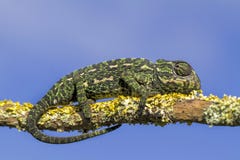 Mediterranean Chameleon Royalty Free Stock Image