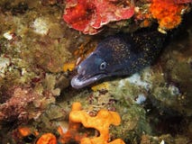 Mediterranean Moray Royalty Free Stock Photography Mediterranean Moray Royalty Free Stock Photography