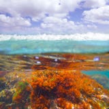 Mediterranean underwater seaweed algae in Denia Javea royalty free stock image Mediterranean underwater seaweed algae in Denia Javea royalty free stock image