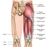 Medizinische Illustration der Beinrückenmuskulatur 3d auf weißem Hintergrund vektor abbildung Medizinische Illustration der Beinrückenmuskulatur 3d auf weißem Hintergrund vektor abbildung