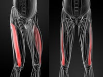 Medizinische Illustration der vastus lateralis lizenzfreie abbildung Medizinische Illustration der vastus lateralis lizenzfreie abbildung