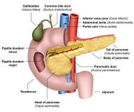 Medizinische Illustration des Anatomiepankreas 3d auf weißem Hintergrund lizenzfreie abbildung Medizinische Illustration des Anatomiepankreas 3d auf weißem Hintergrund lizenzfreie abbildung