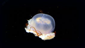 Medusas de la luna Medusas de la luna