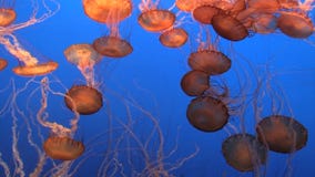 Medusas espectaculares Medusas espectaculares
