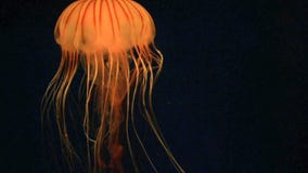meduse meduse