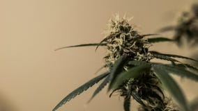 Medyczna marihuana pączkuje w górę Narastająca marihuana salowa Żniwo zdjęcie stock Medyczna marihuana pączkuje w górę Narastająca marihuana salowa Żniwo zdjęcie stock