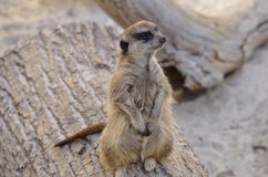 Meercat en registro imágenes de archivo libres de regalías Meercat en registro imágenes de archivo libres de regalías
