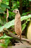 Meercat Watch Royalty Free Stock Image Meercat Watch Royalty Free Stock Image