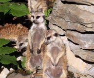 Meercats At Attention In Enclosure