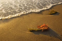 Meerespflanze im Strand und in der Welle stockfotografie Meerespflanze im Strand und in der Welle stockfotografie