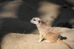 Meerka Suricata suricatta Close Up Stock Images Meerka Suricata suricatta Close Up Stock Images