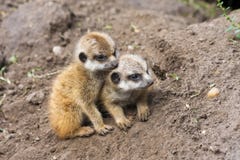Meerkat Babies Stock Photo