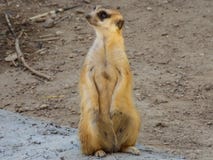 Meerkat curioso ad attenzione immagine stock libera da diritti Meerkat curioso ad attenzione immagine stock libera da diritti