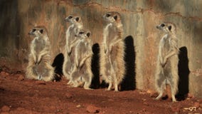 Meerkat family basking in the sun