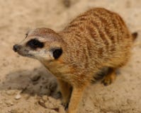 Meerkat, Mammal, Fauna, Terrestrial Animal Stock Photos Meerkat, Mammal, Fauna, Terrestrial Animal Stock Photos