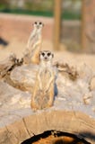 Meerkat na strażowym obowiązku, ogląda dla wokoło zdjęcie stock Meerkat na strażowym obowiązku, ogląda dla wokoło zdjęcie stock