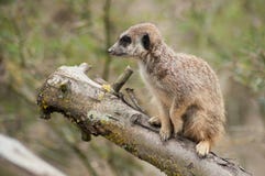 meerkat que se coloca en rama foto de archivo meerkat que se coloca en rama foto de archivo