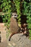 Meerkat que se sienta en una roca en el sol foto de archivo Meerkat que se sienta en una roca en el sol foto de archivo